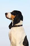 CHIEN COURANT BERNOIS 009